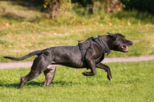 American Staffordshire Terrier dog running
