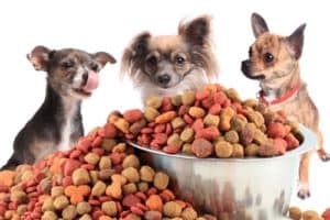 Chihuahuas Eating High Fiber Dog Foods
