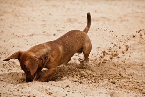 Dachshund puppy is digging hole on beach