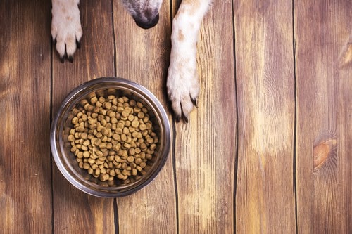 Dog and bowl of dry kibble food