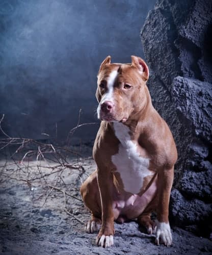 Dog breed American Pit Bull Terrier
