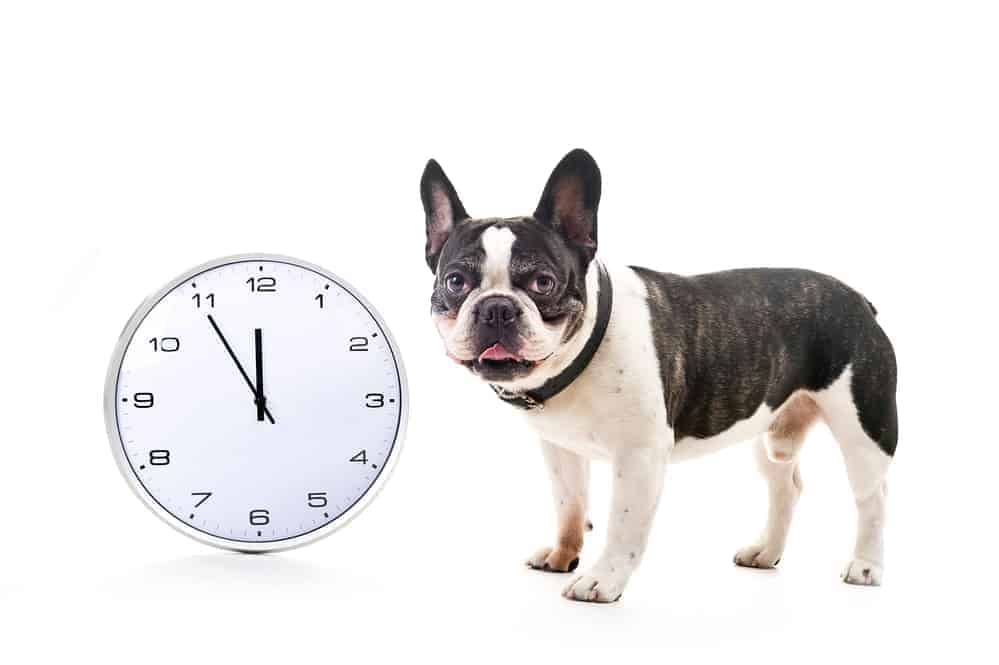 How to Accurately Know How Long Is an Hour in Dog Time