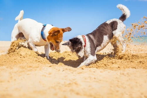 Dogs digging a hole