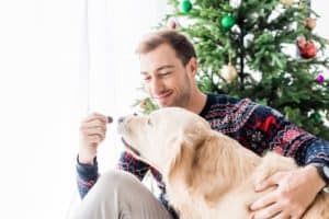 Man in christmas sweater giving dog food to golden retriever