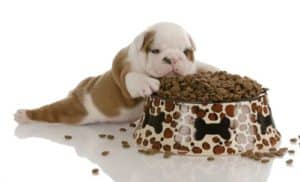 Small bulldog puppy laying beside large bowl of dog food