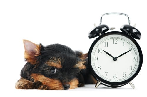 Yorkshire Terrier puppy dog with alarm clock