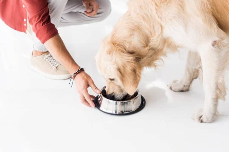 How Many Times A Day Should A Dog Be Fed?
