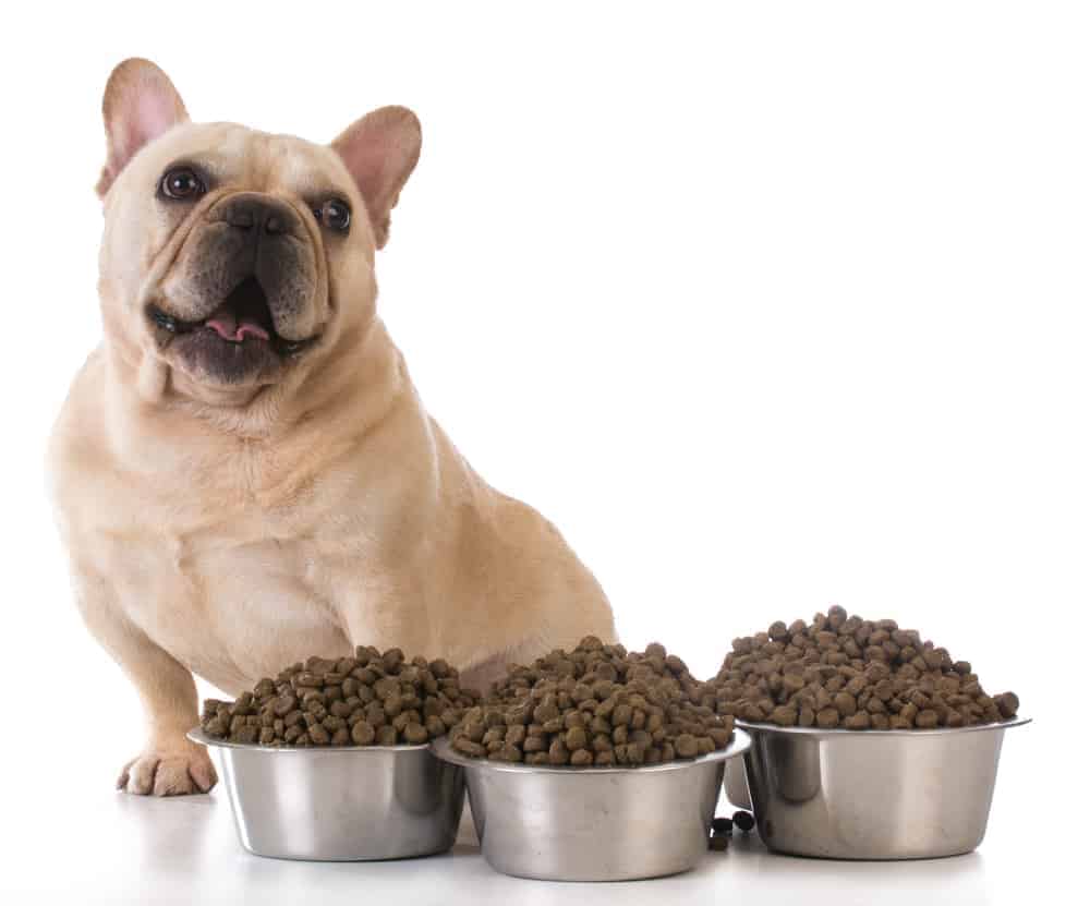 Feeding the dog - french bulldog sitting beside several bowls of dog food 
