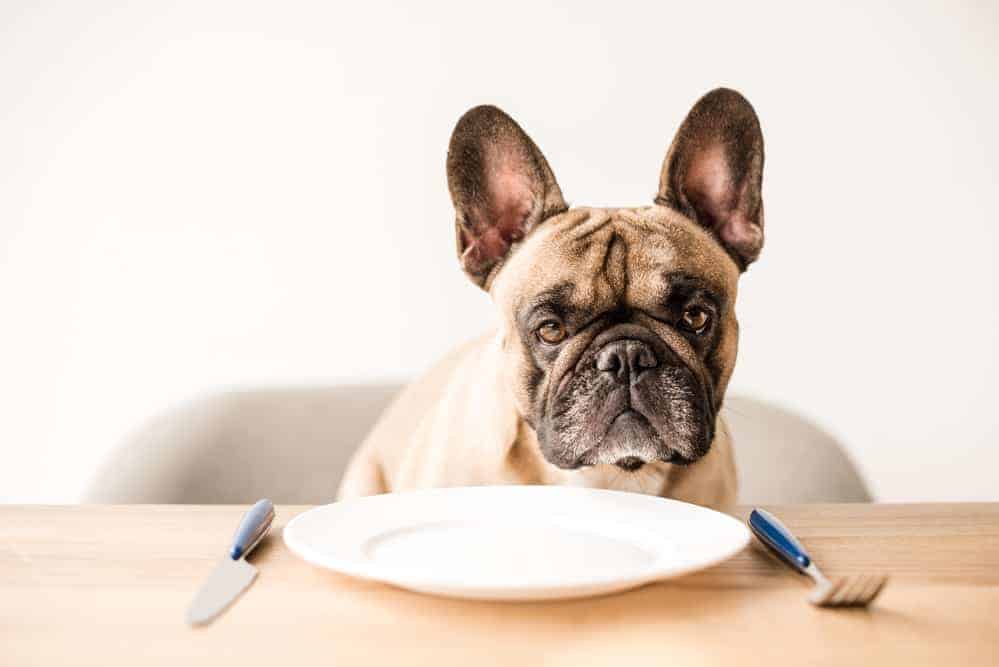 Cute french bulldog sitting at table with empty plate and cutlery