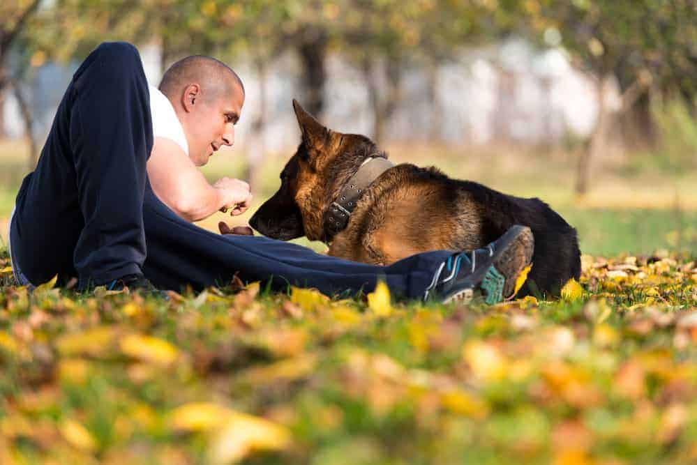 Man Playing With Dog German Shepherd In Park