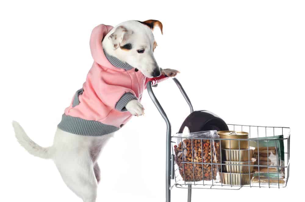 Jack Russell dog pushing a shopping cart full of food
