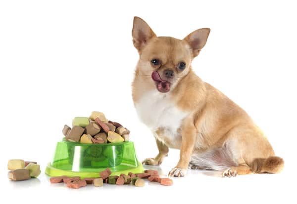 dry pet food and fat chihuahua in front