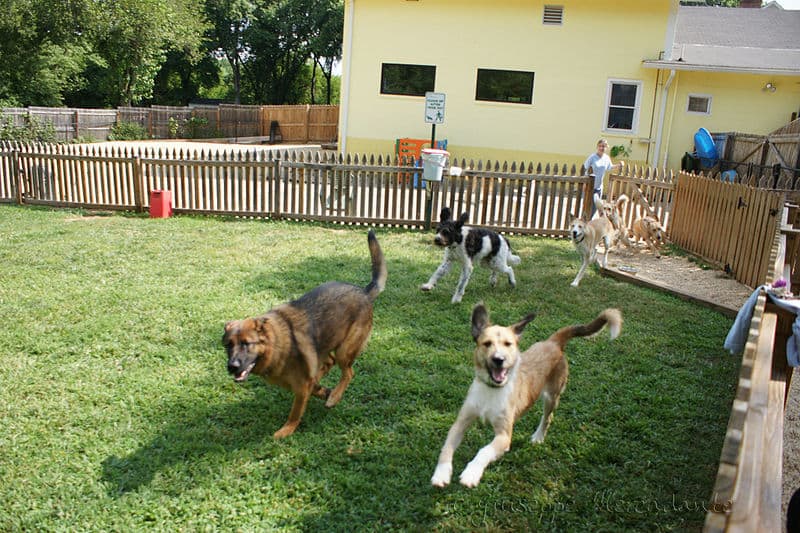 Dogs Running in the yard