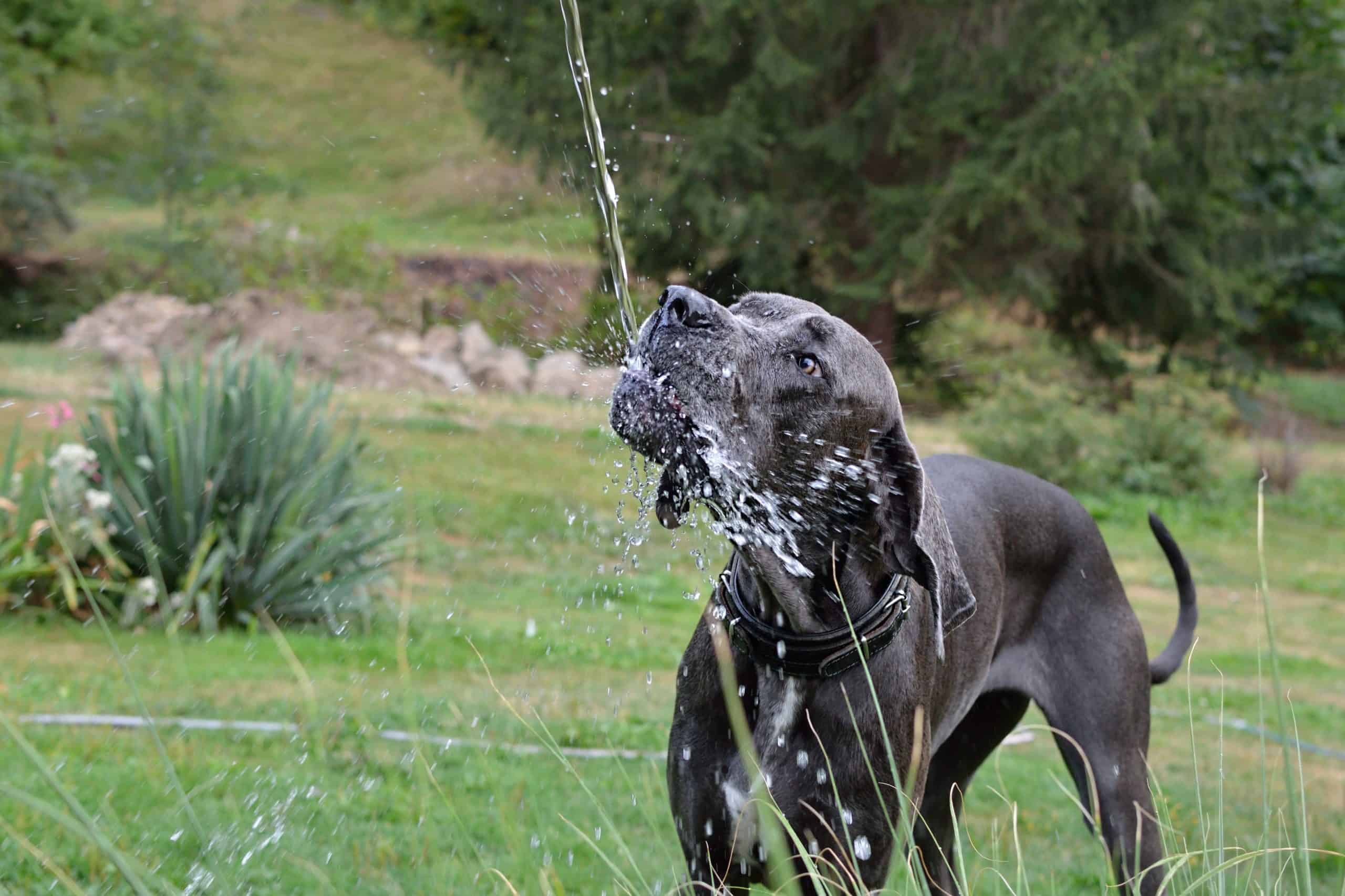 a dog that drinks a lot of water because he is thirsty