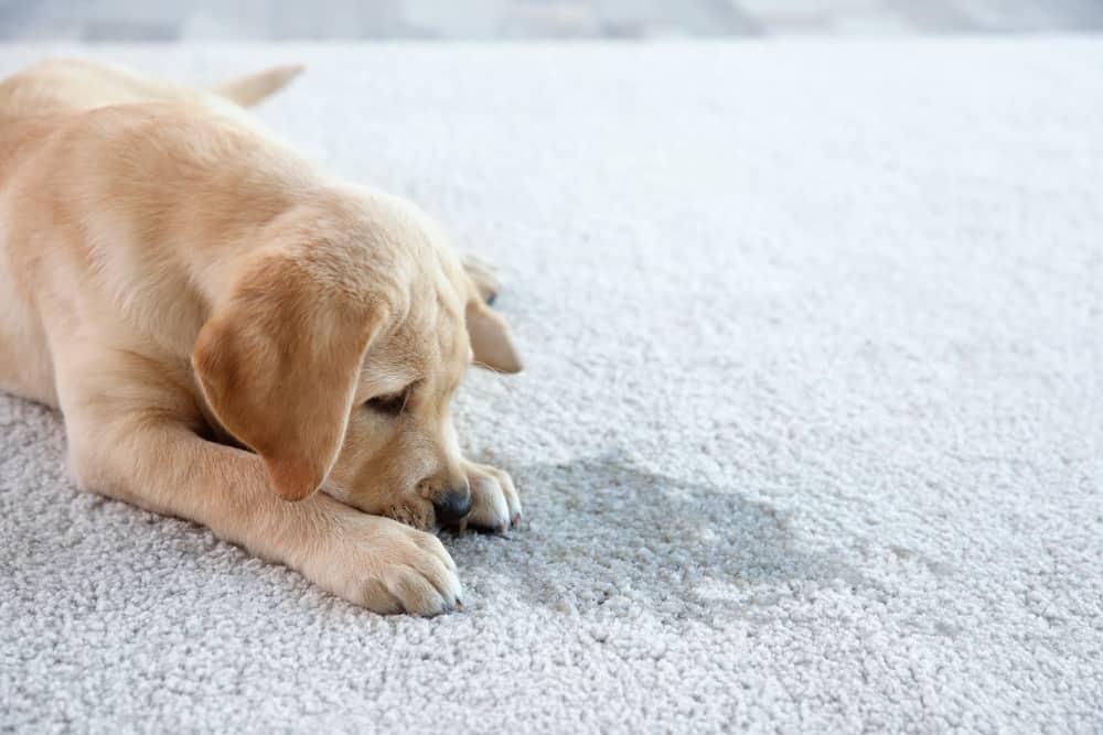 Cute puppy lying on carpet