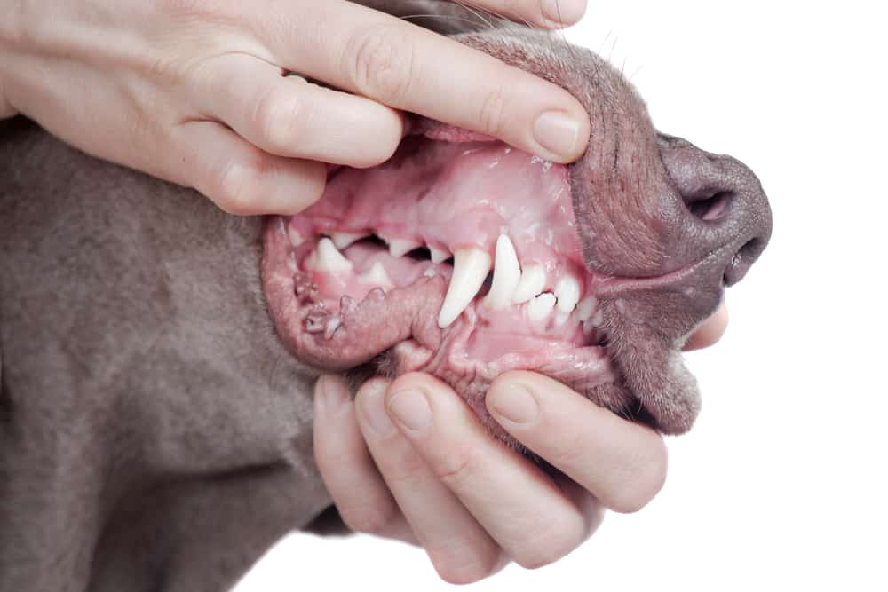 Inspecting dog teeth