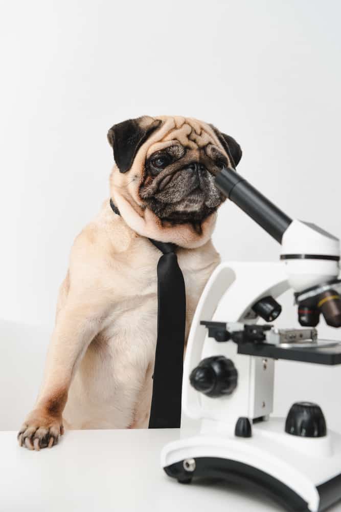 Pug with microscope
