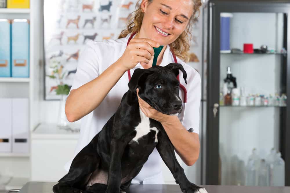 Vet with his dog American Staffordshire Due to ringworM