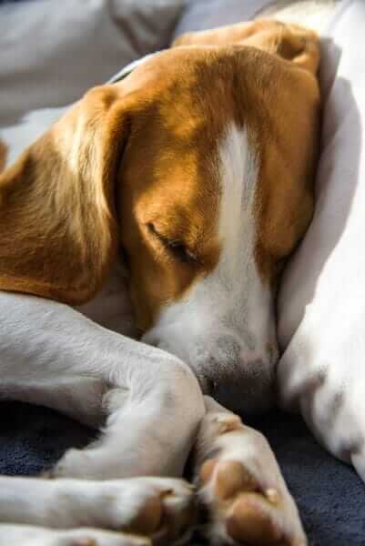 Beagle dog sleep and snoring