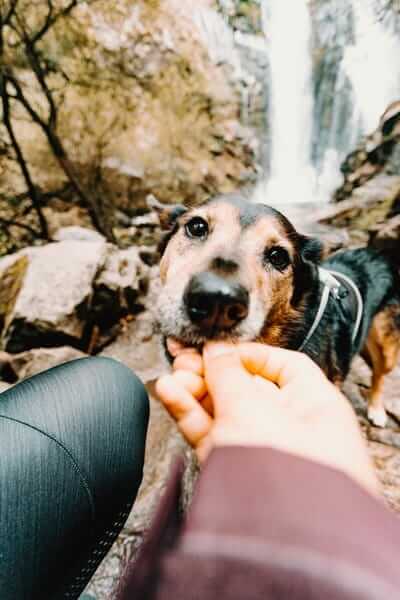 Cute dog being feed in front of a waterfall
