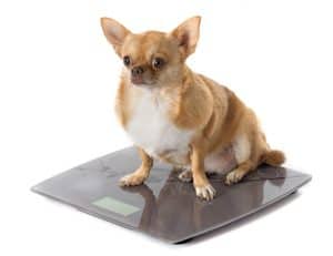 bathroom scales and fat dog