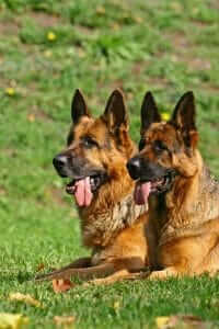 2 german shepherds