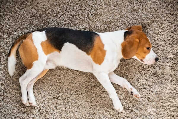 Beagle dog tired sleeps on a carpet floor