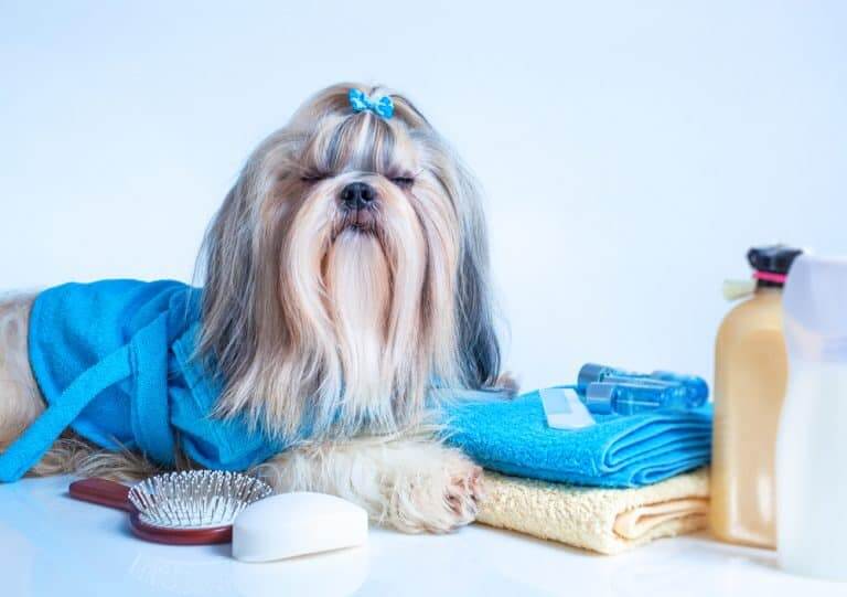 5 Of The Best Shampoo For Shih Tzu – (#1. Is A Must Have)