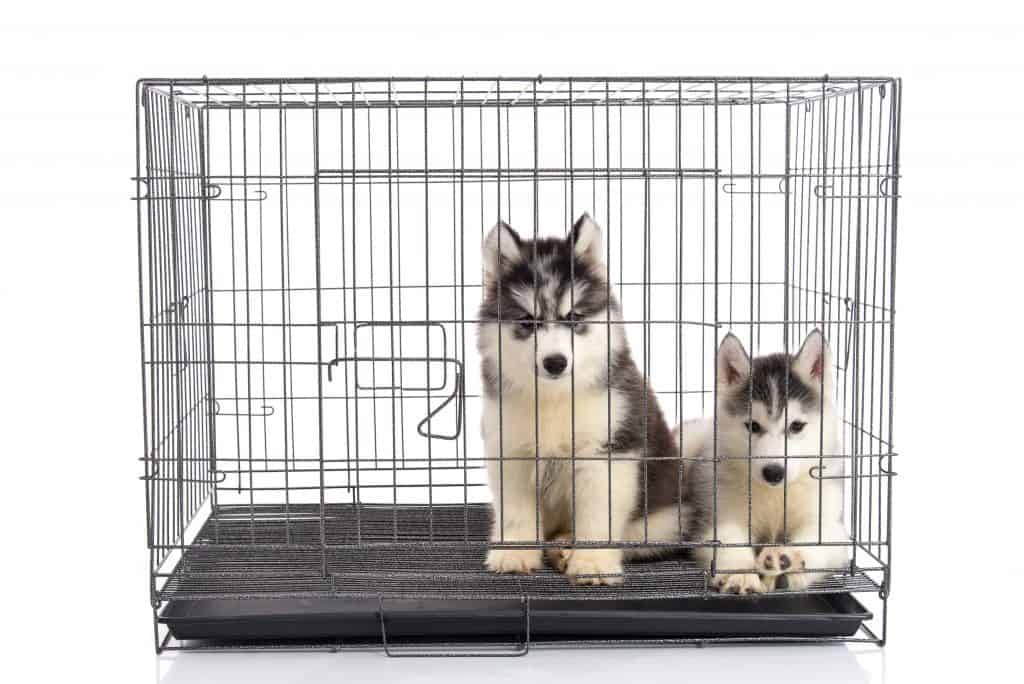 Cute siberian husky puppies in the cage on white background