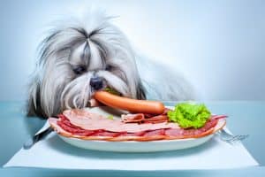 Shih tzu dog eating