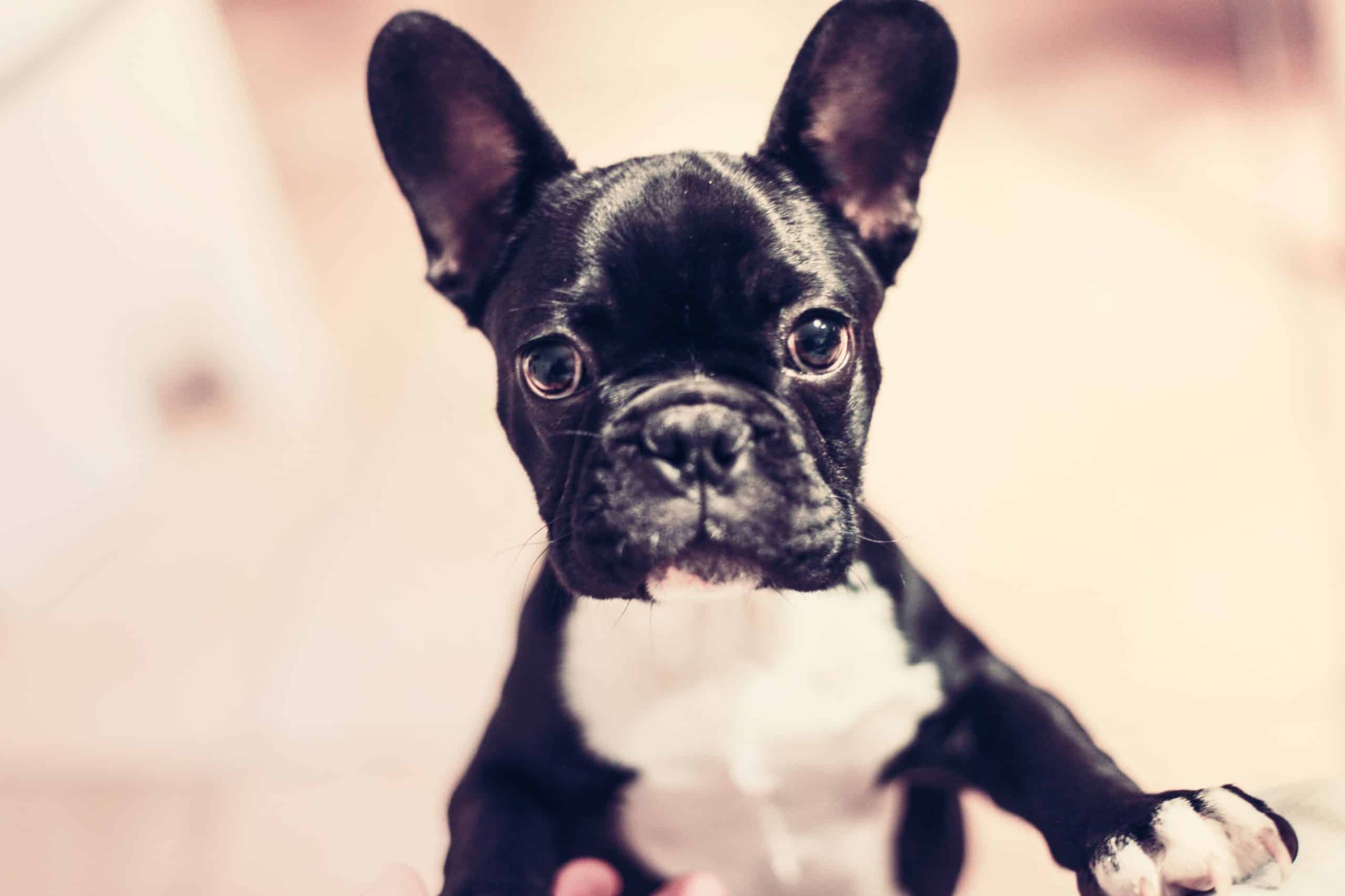 What to Know Before Getting a Teacup French Bulldog - M-Dog