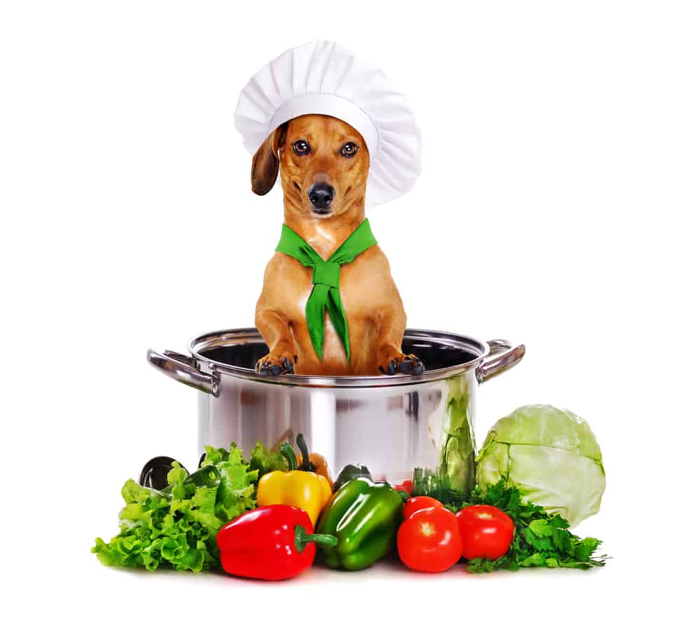 Dog chef sitting in a big pan