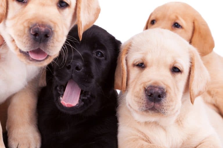 5 Of The Best Foods To Feed Lab Puppies – (Reviewed 2021)
