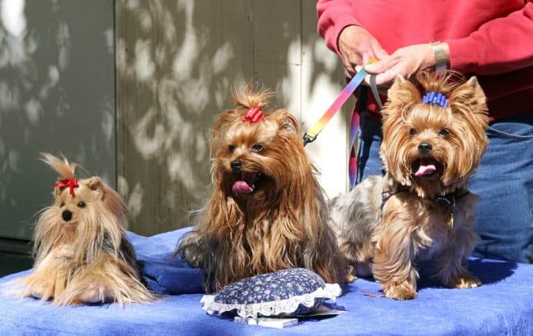 5 Of The Best Shampoo for Yorkies (In-depth Guide 2020)
