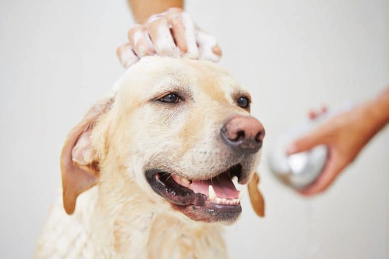 5 Of The Best Waterless Dog Shampoo (Reviewed This 2020)