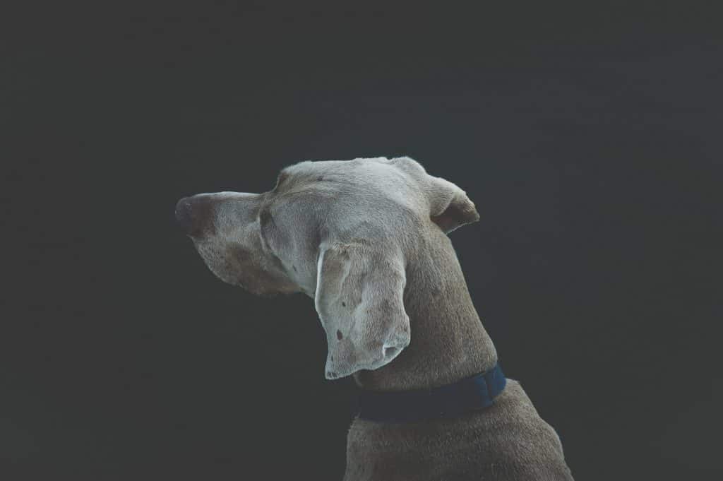 Weimaraner with his small dog collar