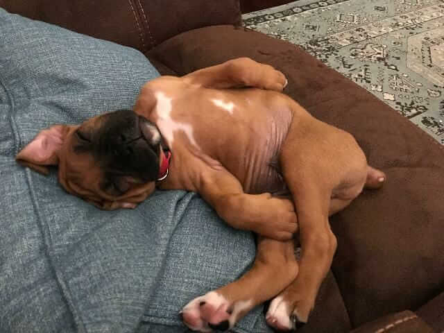 boxer puppy playing with on his bed