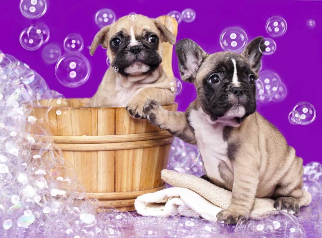 pugs happy taking a bath with a shampoo