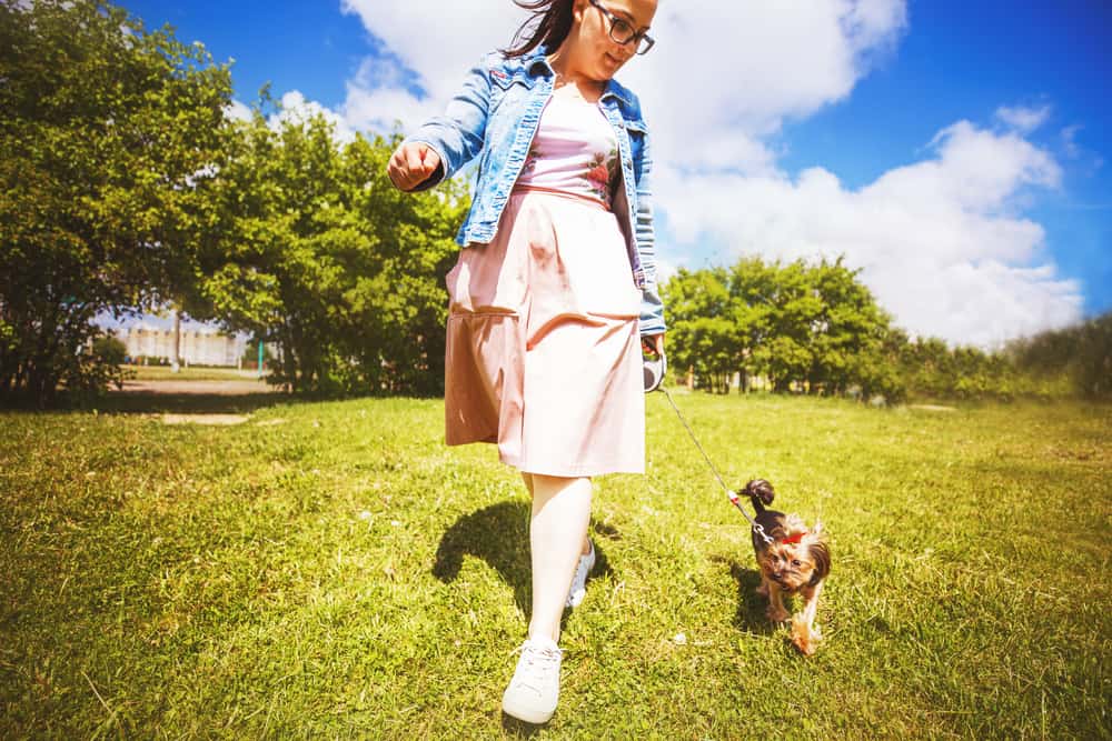 A girl is walking with a dog in the park. Yorkshire Terrier