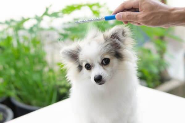 Closeup pomeranian dog with brushing hair