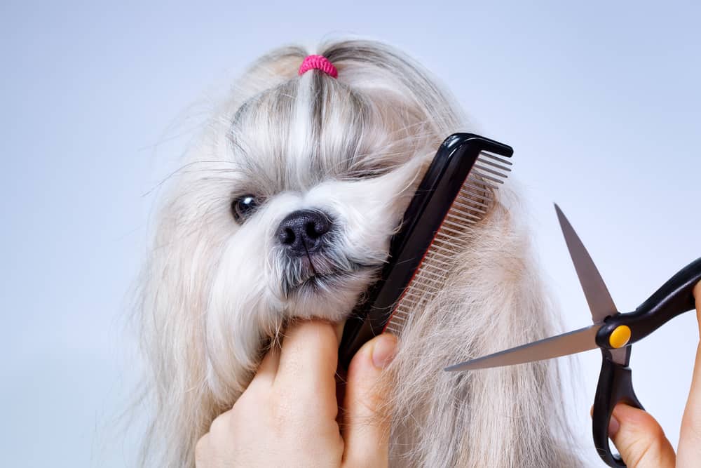 Shih tzu dog grooming