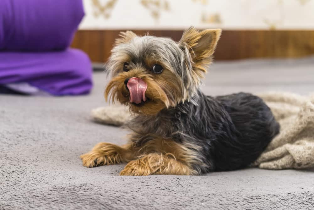 Yorkshire Terrier breed, lies and licked