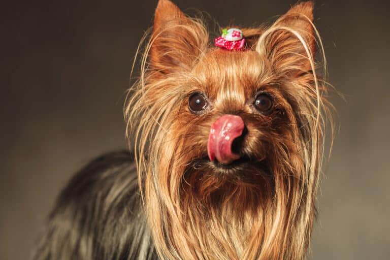 9 Reasons Why Yorkies Lick So Much – #3 Is so Funny