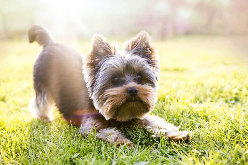 Yorkshire terrier waiting for play