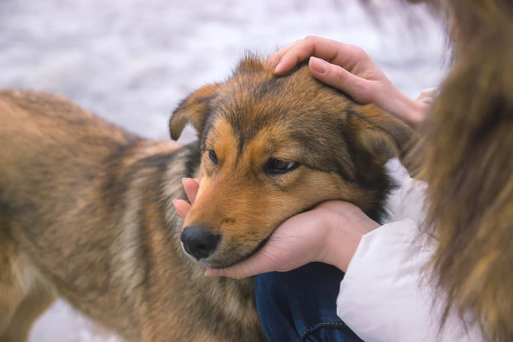 Young woman consoles upset dog a quiet moment of understanding
