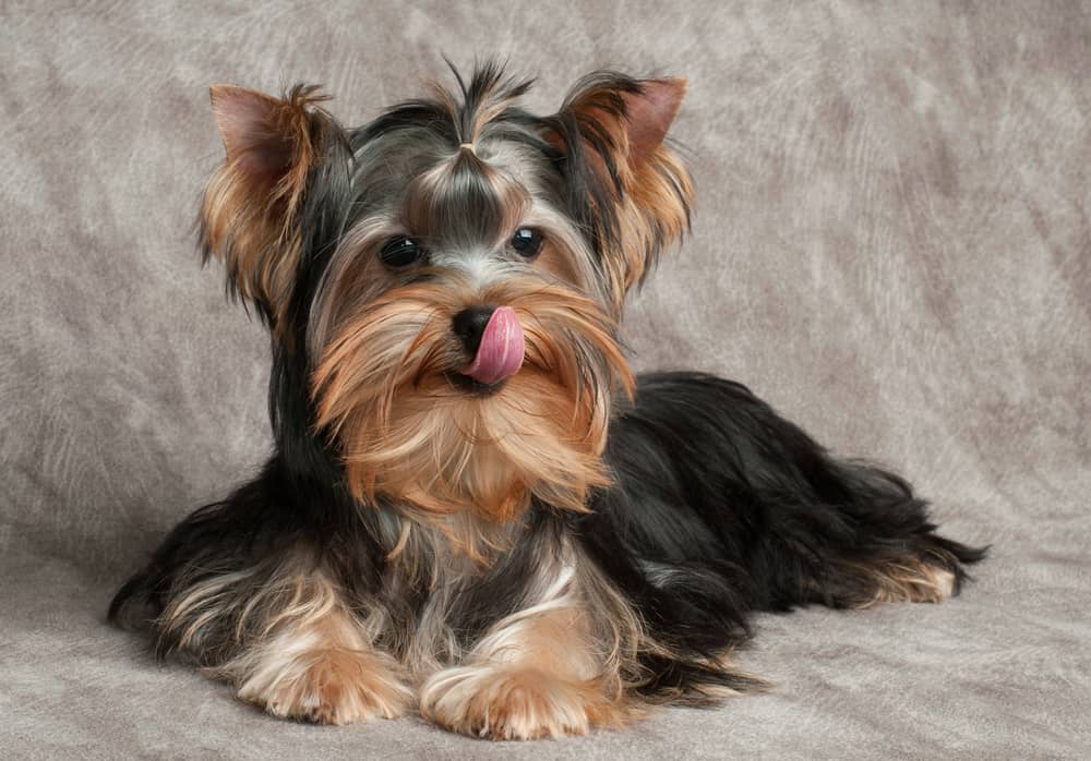 my yorkies is showing how to lick