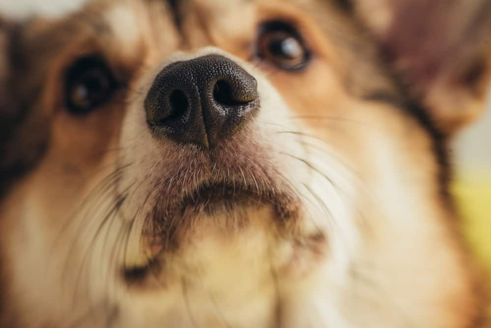 Close up of nose of pembroke welsh corgi dog