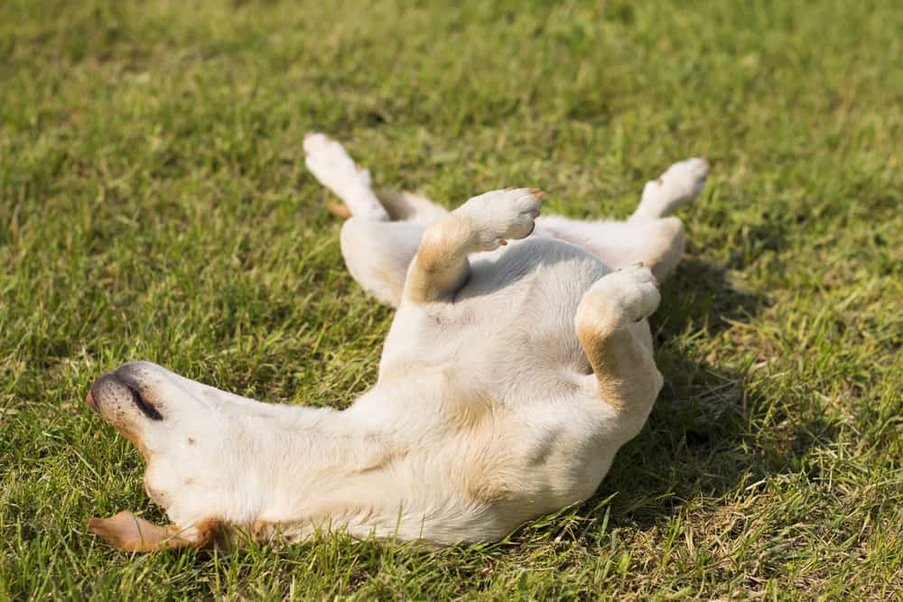 Dog rolling over in grass, enjoying sunny day in park