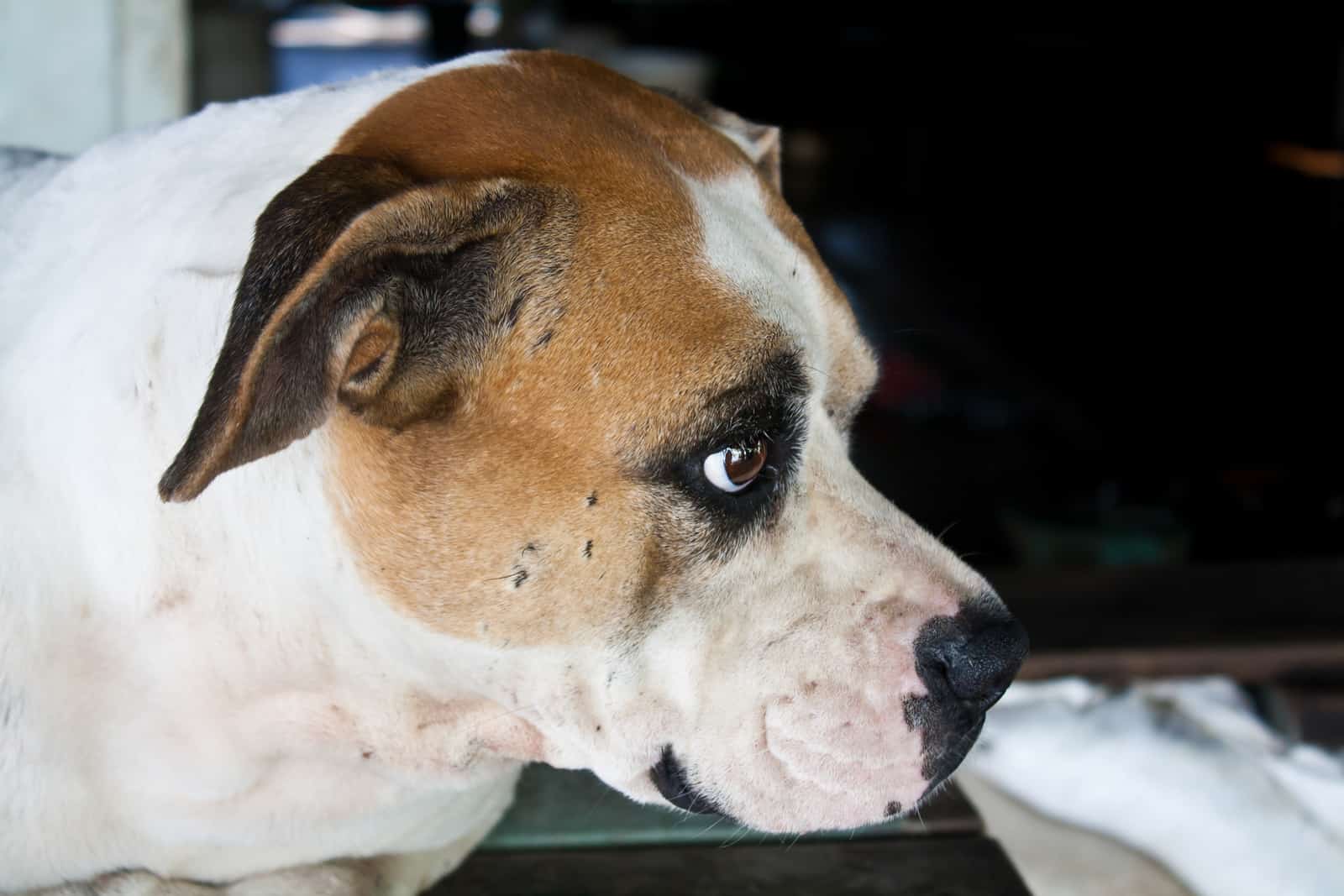 Dog with Sad Eyes