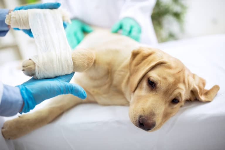 6 (Real Ways) On How to Care for a Puppy with a Broken Leg